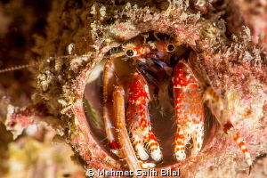 An Helmit crab at  Korumar, Kusadasi. by Mehmet Salih Bilal 